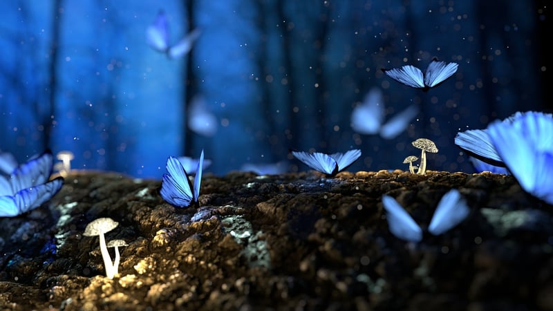 Enchanted Woods Setting